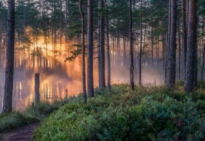 Fotografia Scenic forest landscape with beautiful misty, Riekkinen