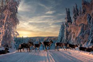 Fotografia A group of reindeers crossing the, Jonas / Bildmedia / 500px