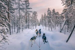 Fotografia Husky dog sledding in Lapland Finland, serts