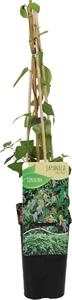 Lonicera japonica Halliana, Caprifoglio, fiori bianchi/gialli, altezza 70-80 cm, vaso da 15 cm