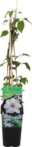 Clematis Miss Bateman, rampicante, fiori bianchi, altezza 70-80 cm, vaso da 15 cm