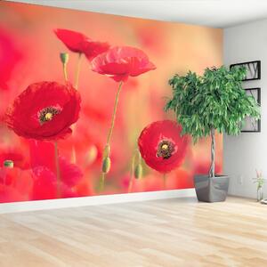 Carta da parati Poppies rossi 104x70 cm