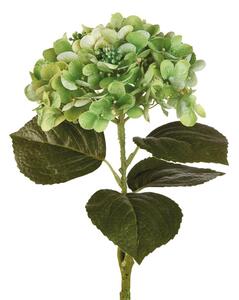 Ortensia verde