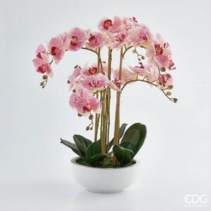 EDG - Enzo De Gasperi Orchidea Phalaenopsis 6 fiori H64 cm Rosa