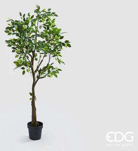 EDG - Enzo De Gasperi Pianta Ficus Benjamin H138Cm