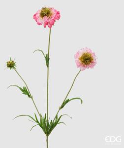 EDG - Enzo De Gasperi scabiosa rex ramo h 65 colore rosa