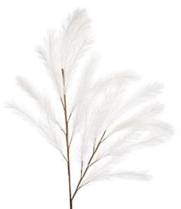 Pampas bianco