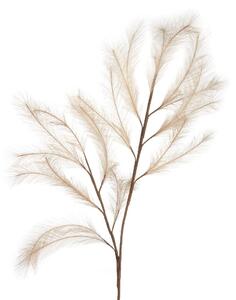 Pampas naturale