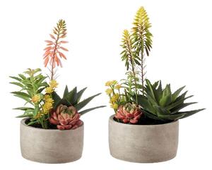 Composizione piante grasse - set 2 pz