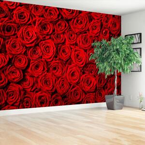 Carta da parati Rose rosse 104x70 cm