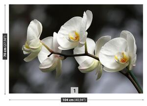 Carta da parati Orchidea bianca 104x70 cm