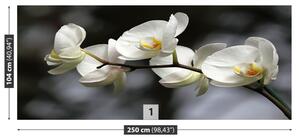 Carta da parati Orchidea bianca 104x70 cm