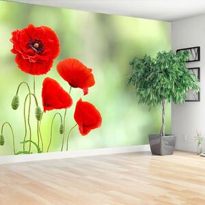 Carta da parati Poppies rossi 104x70 cm