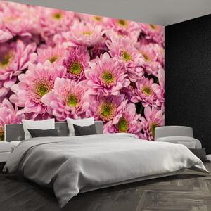 Carta da parati Crisantemi rosa 104x70 cm