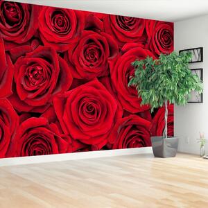 Carta da parati Rose rosse 104x70 cm