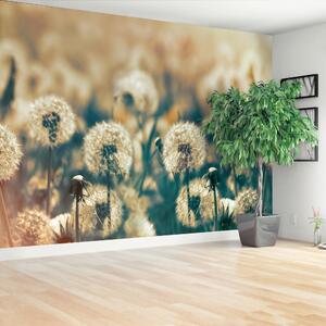 Carta da parati Dandelion Meadow 104x70 cm