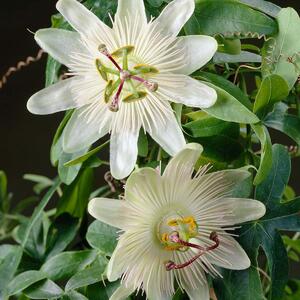 Passiflora Constance Elliot, detta anche "Passionsblume", varietà bianca, altezza 50-70 cm, vaso da 15 cm