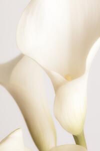 Fotografia White Calla Lily No 2, Studio Collection