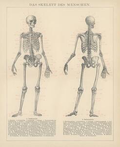 Illustrazione Old engraved illustration of human skeletons, mikroman6