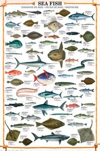 Posters, Stampe Sea fish