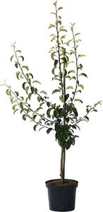 Pero Contessa di Parigi albero invernale a cespuglio 110-140 cm in vaso da 9,5 litri portainnesto cotogno A