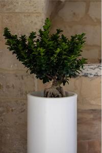 Vaso Porta vaso, in polietilene BAROCCO Dimensione 35x h70 cm Modello Ionico spessore 2 mm colore bianco
