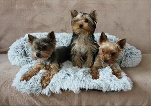 Letto per cani Petsofa grigio chiaro, L