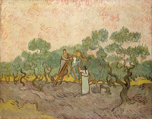 Riproduzione The Olive Pickers Saint-Remy 1889, Vincent van Gogh