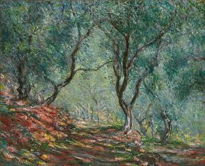 Monet, Claude - Stampa artistica Olive Trees in the Moreno Garden 1884, (40 x 35 cm)