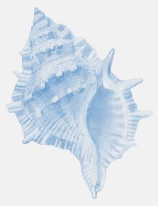 Illustrazione One Blue Conch, Jolly and Dash