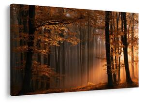 Quadro su tela – Luce dorata nel bosco