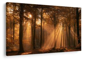 Quadro su tela – Raggi dorati nel bosco