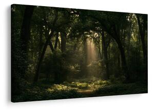 Quadro su tela – Raggi di sole nel bosco