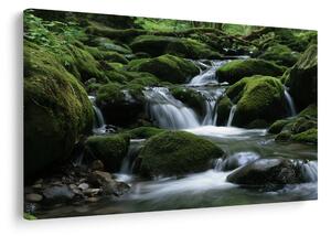 Quadro su tela – Ruscello nel bosco tra il muschio