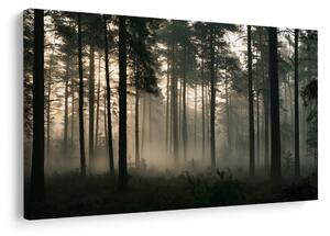 Quadro su tela – Pineta nebbiosa all’alba