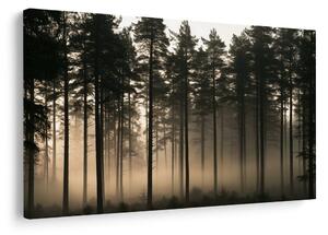 Quadro su tela – Foresta di pini nella nebbia all’alba