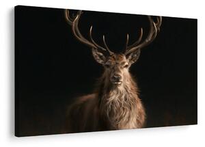 Quadro su tela – Maestoso cervo nell'oscurità