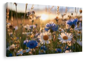 Quadro su tela – Fiori di campo al tramonto