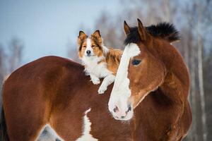 Fotografia Draft horse and red border collie dog, vikarus