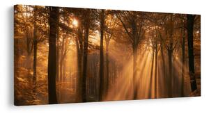 Quadro su tela – Bosco autunnale nella luce