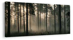 Quadro su tela – Luce mattutina silenziosa nel bosco