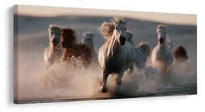 Quadro su tela – Branco di cavalli al galoppo