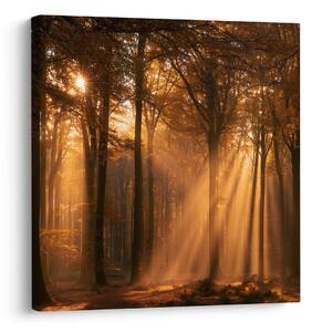 Quadro su tela – Sole tra gli alberi