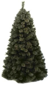 Albero Di Natale Real Pino Verde Altezza 240 cm