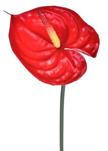 Set 24 Fiori Artificiali di Anthurium Altezza 73 cm Rosso