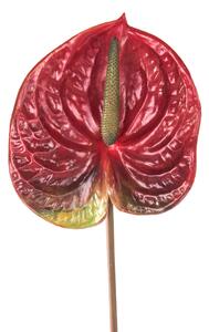 Set 6 Fiori Artificiali di Anthurium Altezza 70 cm Rosso