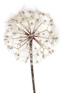 Set 2 Fiori Artificiali di Dandelion Altezza 92 cm