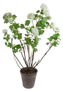 Viburno Artificiale con Vaso Altezza 97 cm