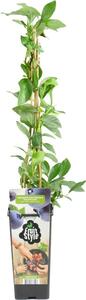 Vaccinium corymbosum "Goldtraube" (mirtillo), altezza 60-70 cm, vaso da 14 cm