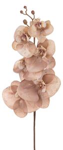 Set 6 Fiori Phalenopsis Br/Gold H81 cm Beige